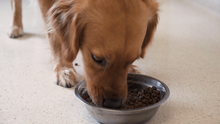狗關節保健 / 狗狗非常喜歡進食添加了神仙粉的乾糧。
