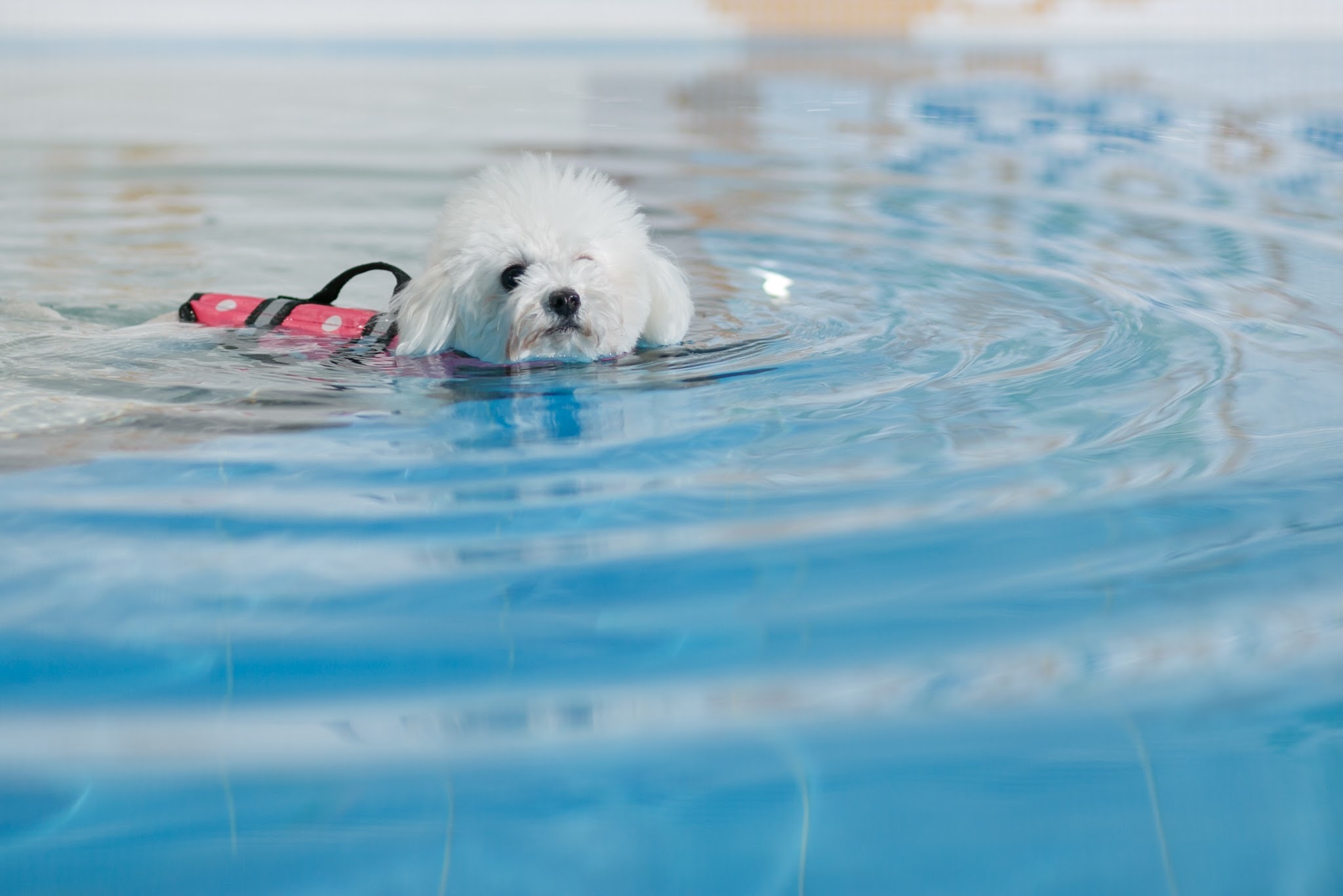 狗游泳池 | Wonderland