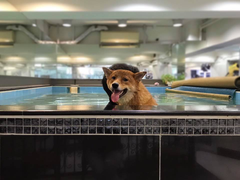 狗游泳池 | Dogaroo