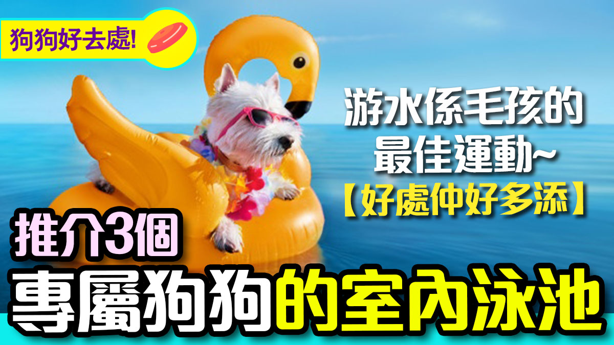 推薦3個香港室內的狗狗游泳池 狗狗好去處