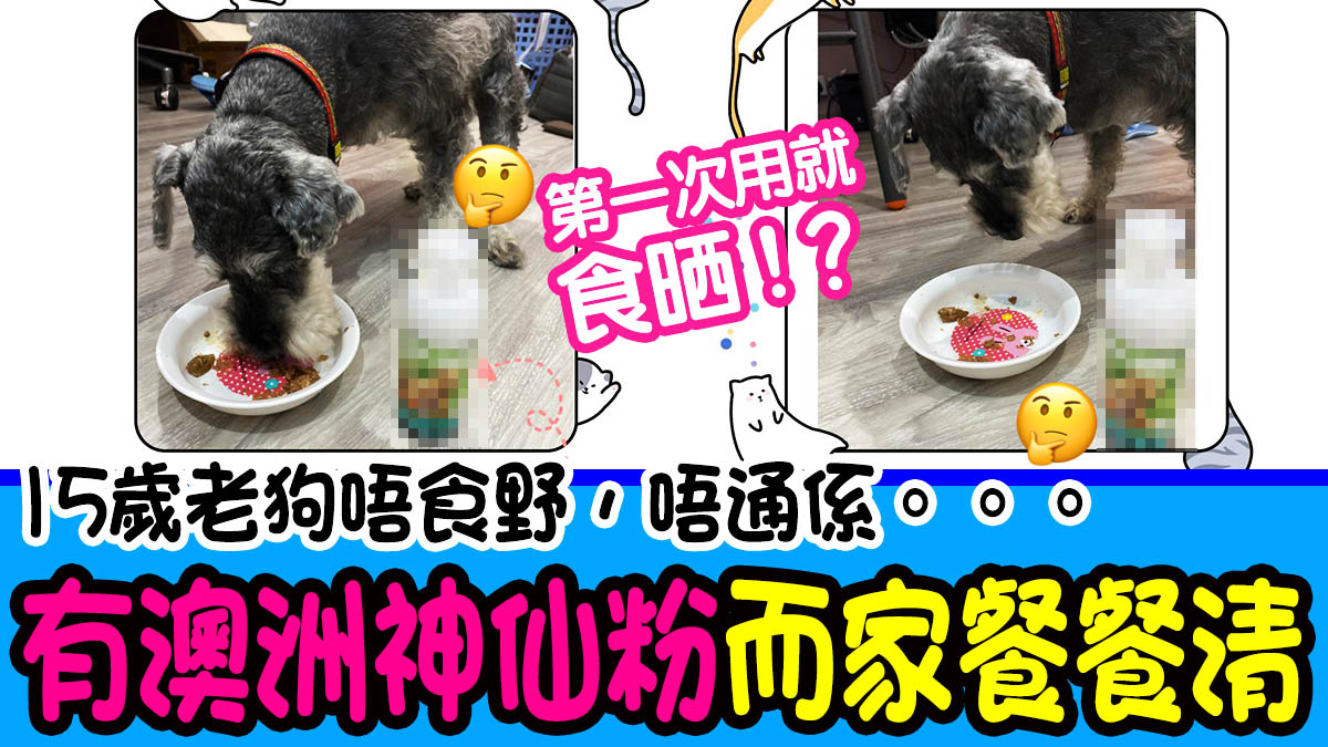 15歲老狗唔食野，唔通係。。。！好在有澳洲獸醫神仙粉，而家餐餐清 | 狗狗健康