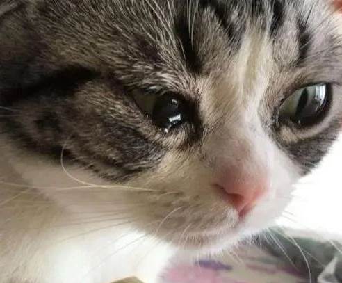 6種貓貓常常出現的眼睛疾病，一文睇晒！｜貓貓健康
