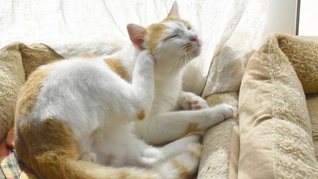 7種常見的貓貓疾病，預防勝於治療！