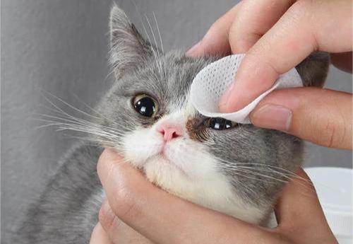 貓貓淚痕滿面可以點算？日常保養好重要！