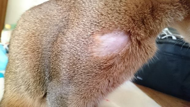 4歲貓貓突然局部掉毛！食咗神仙粉，而家毛毛又滑又靚！