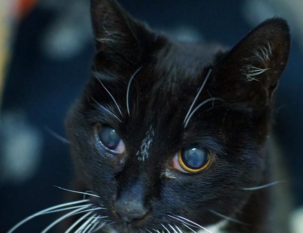 6種貓貓常常出現的眼睛疾病，一文睇晒！｜貓貓健康