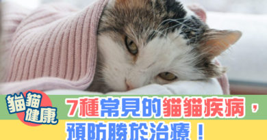 7種常見的貓貓疾病，預防勝於治療！