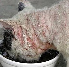 11種常見的貓貓皮膚病，圖文並茂！