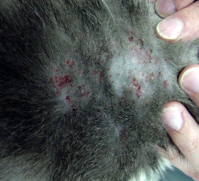 11種常見的貓貓皮膚病，圖文並茂！