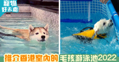 推介香港室內的毛孩游泳池2022 | 寵物好去處