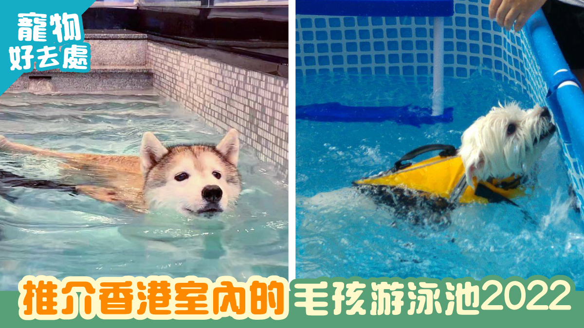 推介香港室內的毛孩游泳池2022 | 寵物好去處