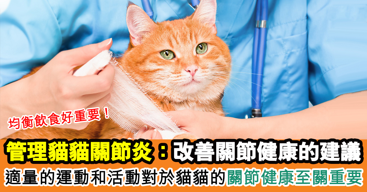 管理貓貓關節炎：改善關節健康的建議
